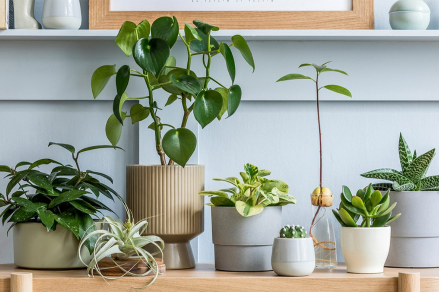 Các loại cây xanh