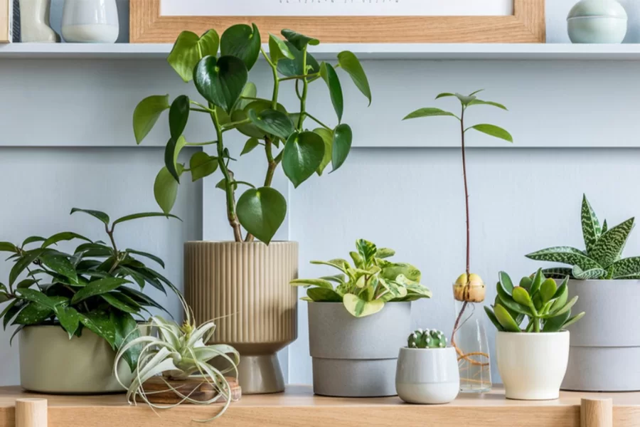 Các loại cây xanh